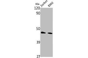 Western Blot analysis of Jurkat K562 cells using PHKG1 Polyclonal Antibody (PHKG1 anticorps  (Internal Region))