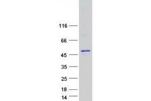 Validation with Western Blot