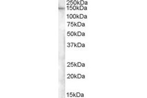 Western Blotting (WB) image for anti-Extended Synaptotagmin-Like Protein 1 (ESYT1) (AA 1038-1050) antibody (ABIN1496032) (ESYT1 anticorps  (AA 1038-1050))