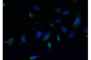 Immunofluorescent analysis of U251 cells using ABIN7147772 at dilution of 1:100 and Alexa Fluor 488-congugated AffiniPure Goat Anti-Rabbit IgG(H+L) (CCDC108 anticorps  (AA 2-164))