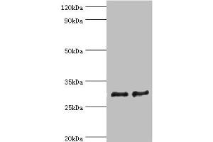 Western blot All lanes: ATP synthase F (0) complex subunit B1, mitochondrial antibody at 4 μg/mL Lane 1: Mouse heart tissue Lane 2: Mouse skeletal muscle tissue Secondary Goat polyclonal to rabbit IgG at 1/10000 dilution Predicted band size: 29 kDa Observed band size: 29 kDa