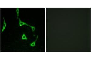 Immunofluorescence (IF) image for anti-Cadherin 10, Type 2 (T2-Cadherin) (CDH10) (AA 201-250) antibody (ABIN2889873) (CDH10 anticorps  (AA 201-250))
