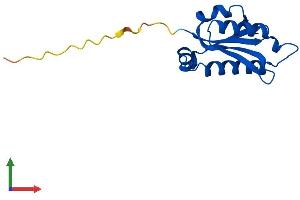 AlphaFold protein structure predicition of Human Recombinant PTRHD1 Protein, UniprotID Q6GMV3