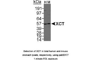 Image no. 1 for anti-Solute Carrier Family 7, (Cationic Amino Acid Transporter, Y+ System) Member 11 (SLC7A11) (AA 1-50), (N-Term) antibody (ABIN363486) (SLC7A11 anticorps  (N-Term))
