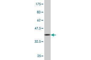 Western Blot detection against Immunogen (35.