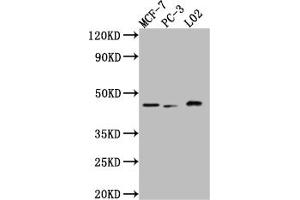 Western Blot Positive WB detected in: MCF-7 whole cell lysate, PC-3 whole cell lysate, L02 whole cell lysate All lanes: p38 antibody at 1:1000 Secondary Goat polyclonal to rabbit IgG at 1/50000 dilution Predicted band size: 42, 42, 35, 36 kDa Observed band size: 42 kDa (Recombinant MAPK14 anticorps)