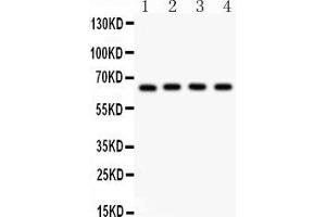 Anti- NF-kB p65 Picoband antibody, Western blottingAll lanes: Anti NF-kB p65  at 0. (NF-kB p65 anticorps  (AA 291-479))