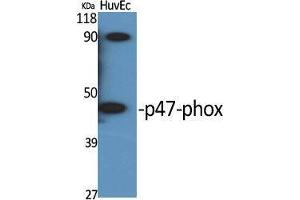 Western Blot (WB) analysis of specific cells using p47-phox Polyclonal Antibody. (NCF1 anticorps  (Tyr905))