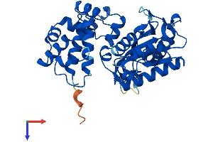 AlphaFold protein structure predicition of Human Recombinant POLB Protein, UniprotID P06746