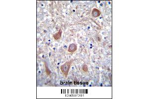 PTCHD1 Antibody immunohistochemistry analysis in formalin fixed and paraffin embedded human brain tissue followed by peroxidase conjugation of the secondary antibody and DAB staining. (PTCHD1 anticorps  (AA 611-639))