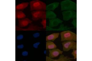 PAX3 Mouse Monoclonal Antibody staining Hela cells by IF/ICC. (Paired Box 3 anticorps  (Internal Region))