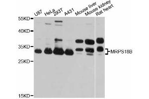 Western blot analysis of extracts of various cell lines, using MRPS18B antibody. (MRPS18B anticorps)