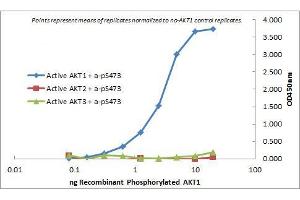 ELISA of Mouse Monoclonal anti-AKT1 antibody. (AKT1 anticorps  (Internal Region))