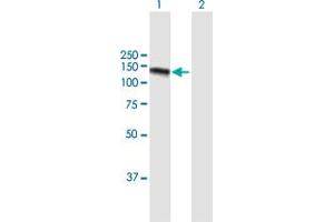 Western Blot analysis of GOLGA2 expression in transfected 293T cell line by GOLGA2 MaxPab polyclonal antibody.