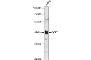 Western blot analysis of extracts of A-549 cells, using CCR7 antibody (ABIN7266310) at 1:1000 dilution.
