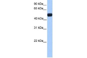 WB Suggested Anti-NR0B1 Antibody Titration:  0.