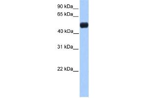 WB Suggested Anti-NR0B1 Antibody Titration:  0. (NR0B1 anticorps  (N-Term))