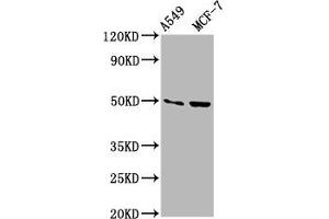 Western Blot Positive WB detected in: A549 whole cell lysate, MCF-7 whole cell lysate All lanes: OMD antibody at 3. (Osteomodulin anticorps  (AA 339-411))