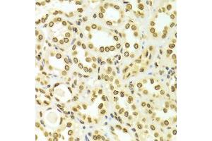 Immunohistochemistry of paraffin-embedded Human kidney using LMNA antibody at dilution of 1:100 (x400 lens).