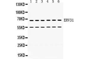 Anti- ERV31 antibody, Western blotting All lanes: Anti ERV31  at 0. (ERV3 anticorps  (C-Term))