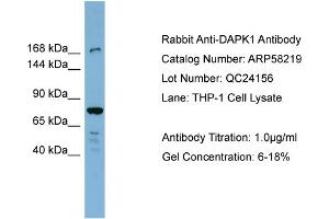 WB Suggested Anti-DAPK1  Antibody Titration: 0. (DAP Kinase 1 anticorps  (N-Term))