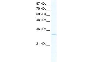 WB Suggested Anti-VGLL1 Antibody Titration:  2. (VGLL1 anticorps  (N-Term))