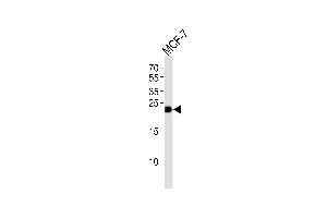 Western blot analysis of lysate from MCF-7 cell line, using GSTM4 Antibody (N-term) (ABIN1944772 and ABIN2838515).