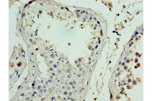 Immunohistochemistry of paraffin-embedded human testis tissue using ABIN7152879 at dilution of 1:100 (FANK1 anticorps  (AA 1-345))