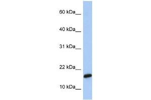 C9ORF46 antibody used at 1 ug/ml to detect target protein. (PLGRKT anticorps  (Middle Region))
