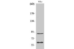 Western Blotting (WB) image for anti-Ets2 Repressor Factor (ERF) (Ser360) antibody (ABIN3175009) (ERF anticorps  (Ser360))
