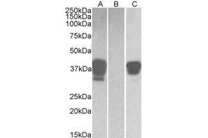 Western Blotting (WB) image for anti-POU Class 2 Associating Factor 1 (POU2AF1) (C-Term) antibody (ABIN2464479) (POU2AF1 anticorps  (C-Term))