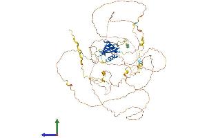 AlphaFold protein structure predicition of Human Recombinant FOXO3 Protein, UniprotID O43524