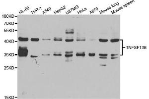 Western blot analysis of extracts of various cell lines, using TNFSF13B antibody. (BAFF anticorps)