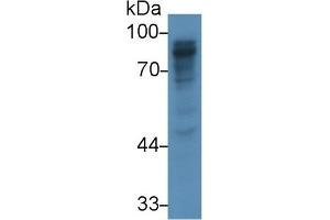 Detection of PIGR in Rat Liver lysate using Polyclonal Antibody to Polymeric Immunoglobulin Receptor (PIGR) (PIGR anticorps  (AA 463-563))