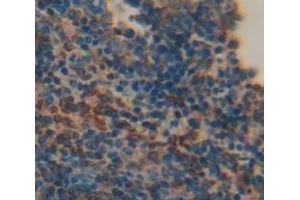 IHC-P analysis of Mouse Tissue, with DAB staining. (LTB anticorps  (AA 58-304))