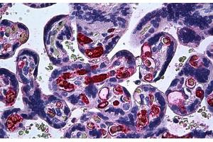 Human Placenta: Formalin-Fixed, Paraffin-Embedded (FFPE) (FGF1 anticorps  (AA 46-155))