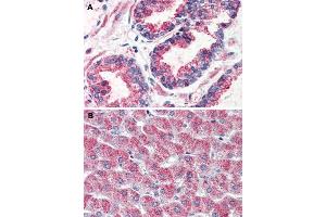 Immunohistochemical staining of human prostate (A) and human liver (B) with GPR126 polyclonal antibody . (G Protein-Coupled Receptor 126 anticorps  (N-Term))