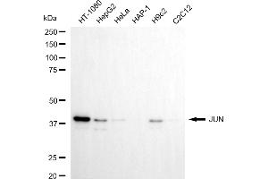 Western blotting analysis using JUN antibody (ABIN7799149). (C-JUN anticorps)