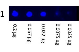 Dot Blot showing the detection of Mouse IgG. (Chèvre anti-Souris IgG (Heavy & Light Chain) Anticorps (FITC) - Preadsorbed)