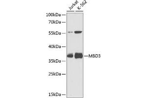 Western blot analysis of extracts of various cell lines, using MBD3 antibody (ABIN3015888, ABIN3015889, ABIN5664025 and ABIN6219470) at 1:1000 dilution. (MBD3 anticorps  (AA 1-255))