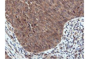 Image no. 5 for anti-Arginyl Aminopeptidase (Aminopeptidase B) (RNPEP) antibody (ABIN1500729) (RNPEP anticorps)