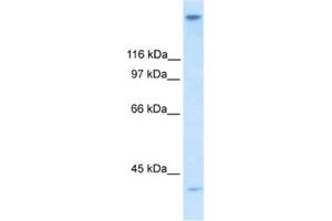Western Blotting (WB) image for anti-Zinc Finger Protein 318 (Znf318) antibody (ABIN2460491) (ZNF318 anticorps)