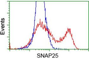 Image no. 6 for anti-Synaptosomal-Associated Protein, 25kDa (SNAP25) antibody (ABIN1501017) (SNAP25 anticorps)