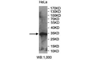 Western Blotting (WB) image for anti-Phosphatidic Acid Phosphatase Type 2 Domain Containing 1A (PPAPDC1A) (AA 89-149) antibody (ABIN1856403) (PPAPDC1A anticorps  (AA 89-149))