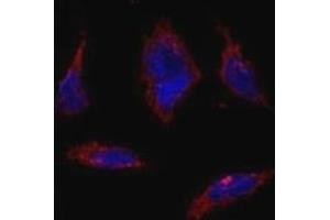 Immunofluorescence analysis of SOX-2 antibody and HeLa cells. (SOX2 anticorps  (AA 89-119))