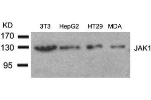 Western blot analysis of extracts from 3T3, HepG2, HT29 and MDA cells using JAK1(Ab-1022) Antibody. (JAK1 anticorps  (AA 1020-1024))