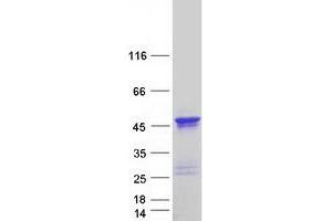 Validation with Western Blot (Doublecortin Protein (DCX) (Transcript Variant 3) (Myc-DYKDDDDK Tag))