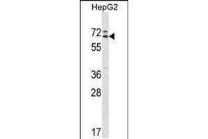 Western blot analysis in HepG2 cell line lysates (35ug/lane). (MED26 anticorps  (AA 191-220))