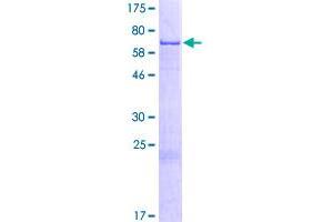 Image no. 1 for Nuclear Apoptosis Inducing Factor 1 (NAIF1) (AA 1-327) protein (GST tag) (ABIN1311945)