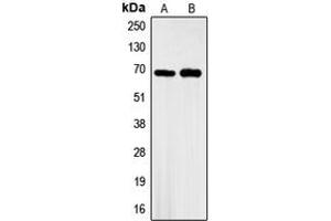 Western blot analysis of GBP3 expression in A549 (A), HeLa (B) whole cell lysates. (GBP3 anticorps  (C-Term))
